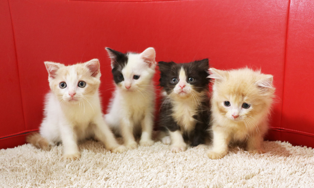 スコティッシュフォールドの子猫画像