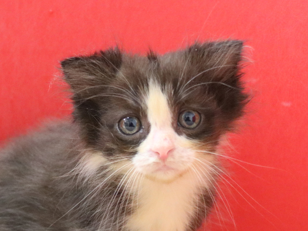 スコティッシュフォールドの子猫画像