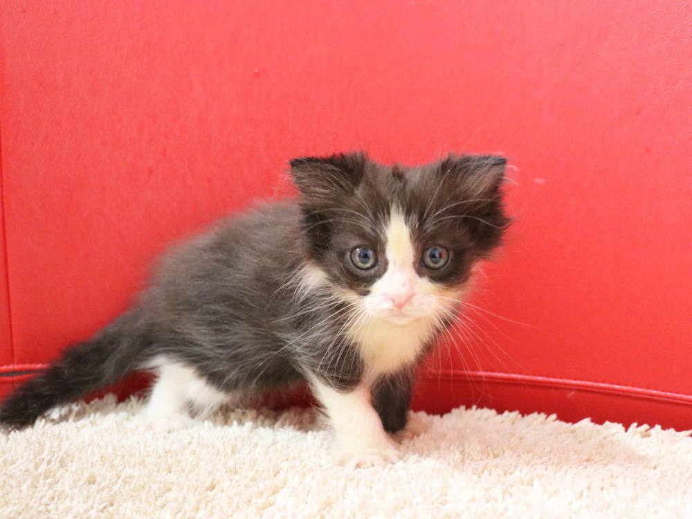 スコティッシュフォールドの子猫画像