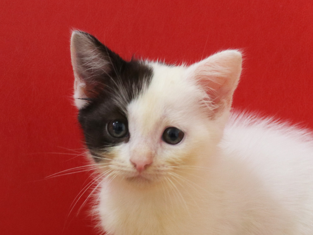 スコティッシュフォールドの子猫画像