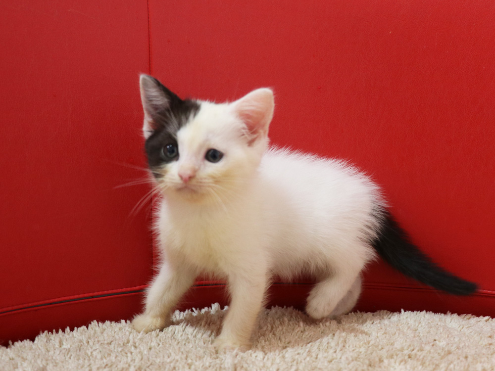 スコティッシュフォールドの子猫画像