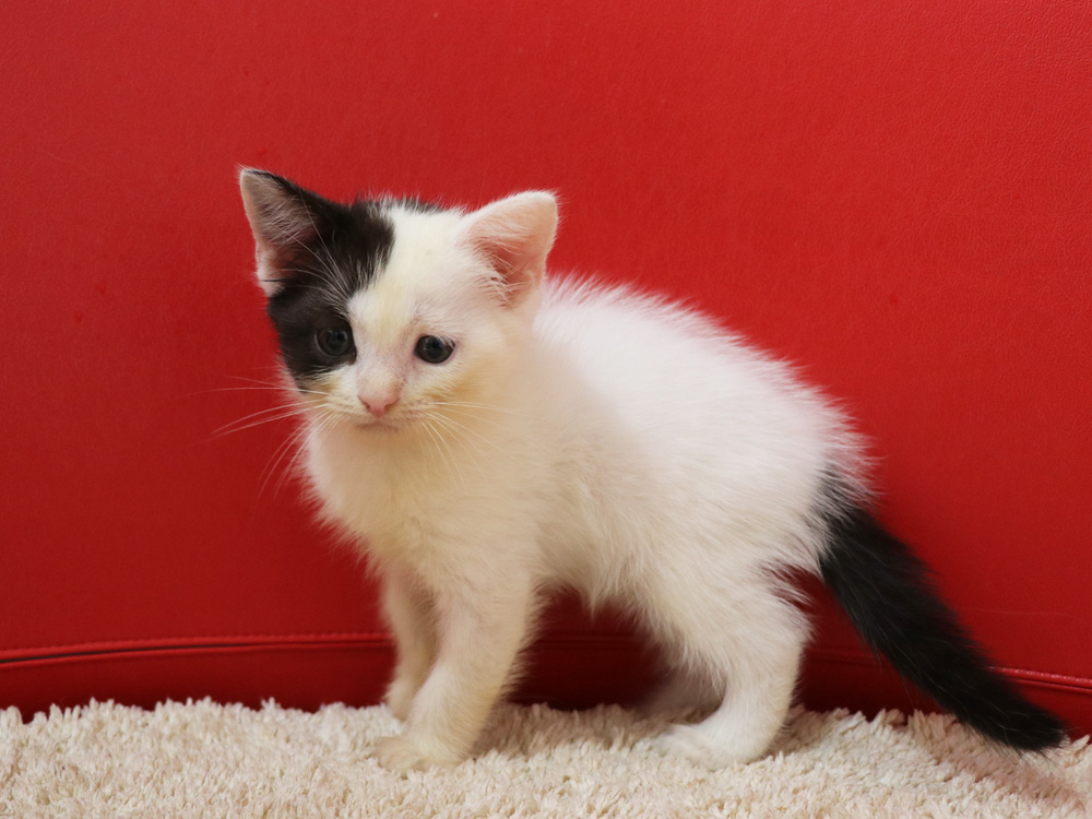 スコティッシュフォールドの子猫画像