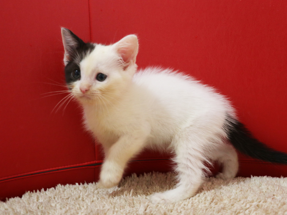 スコティッシュフォールドの子猫画像