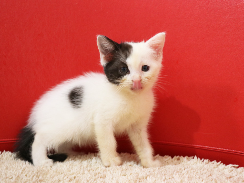 スコティッシュフォールドの子猫画像