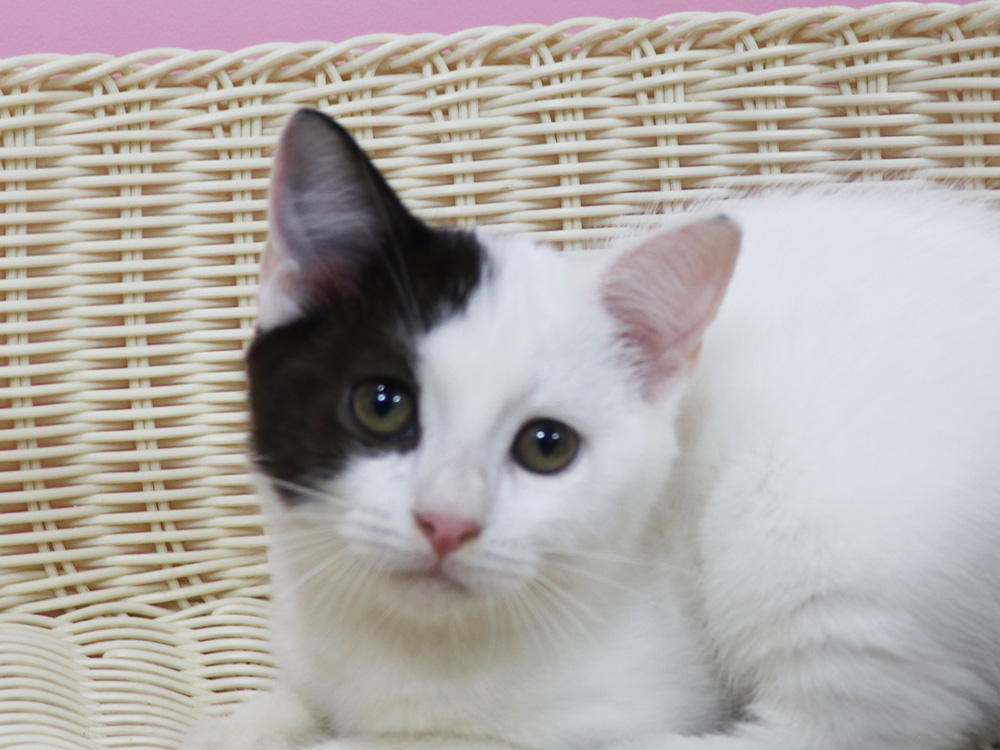 スコティッシュフォールドの子猫画像