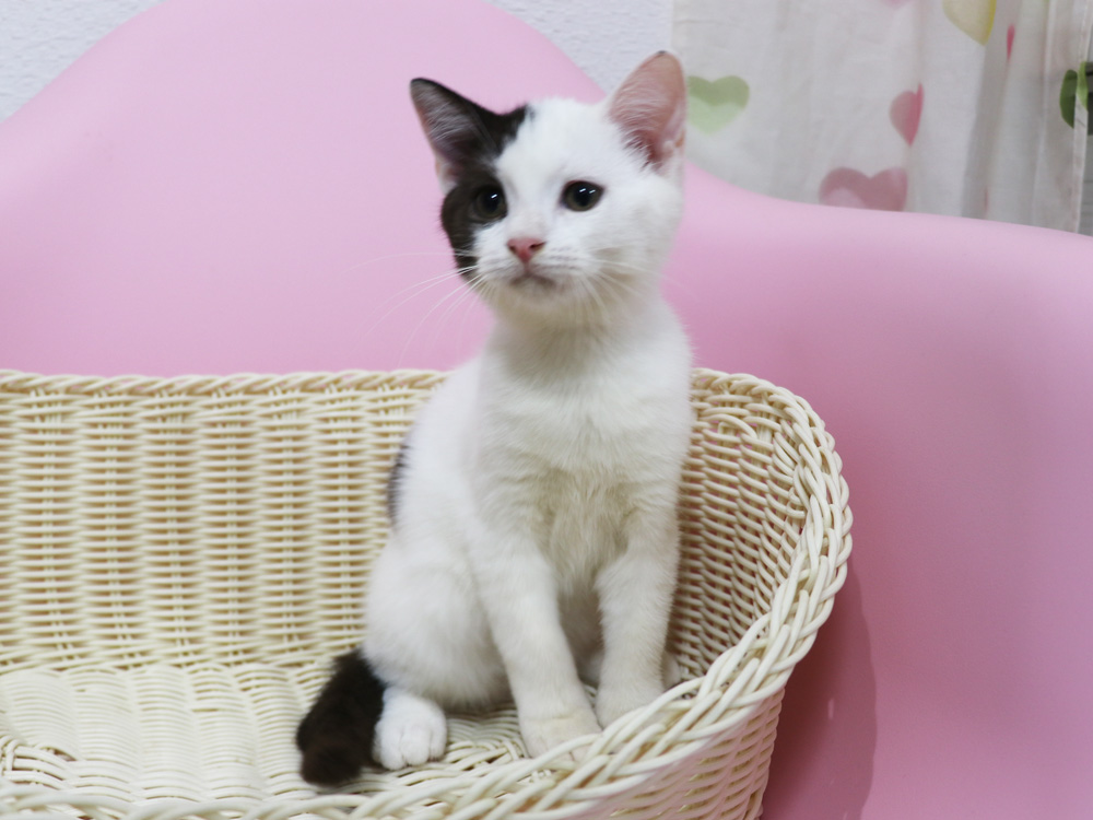 スコティッシュフォールドの子猫画像