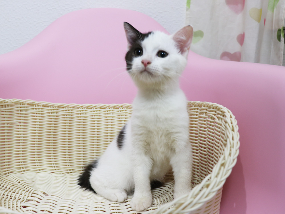 スコティッシュフォールドの子猫画像
