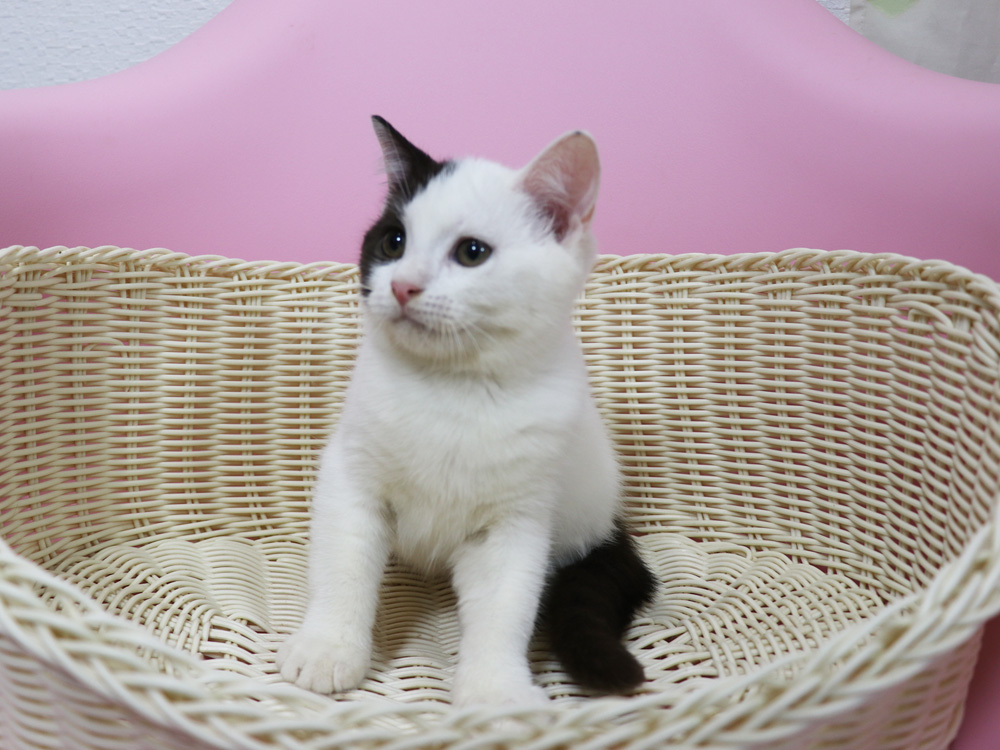 スコティッシュフォールドの子猫画像