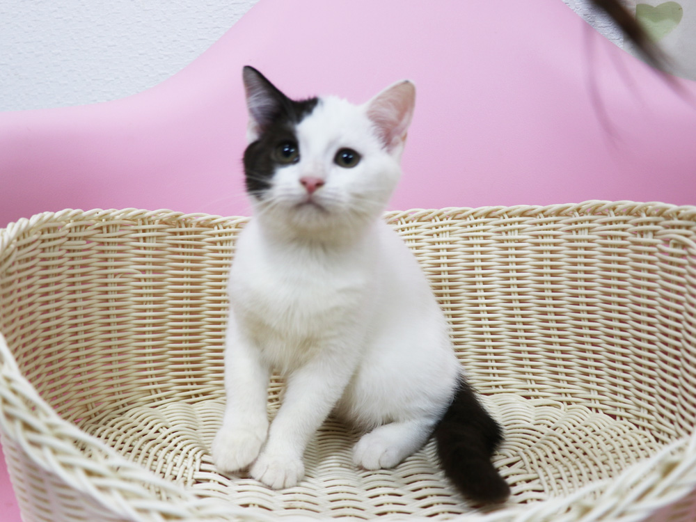 スコティッシュフォールドの子猫画像