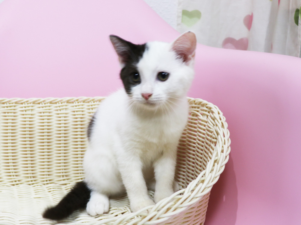 スコティッシュフォールドの子猫画像