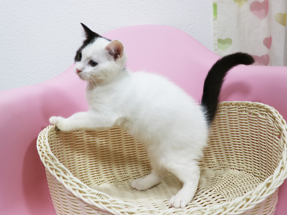 スコティッシュフォールドの子猫画像