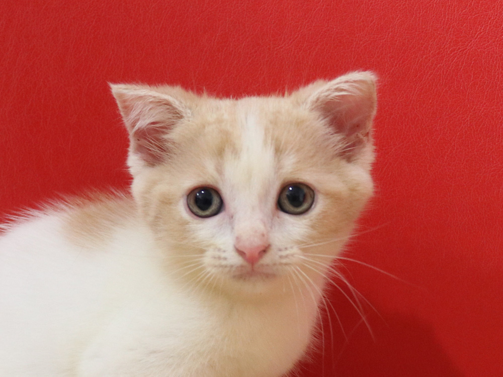 スコティッシュフォールドの子猫画像