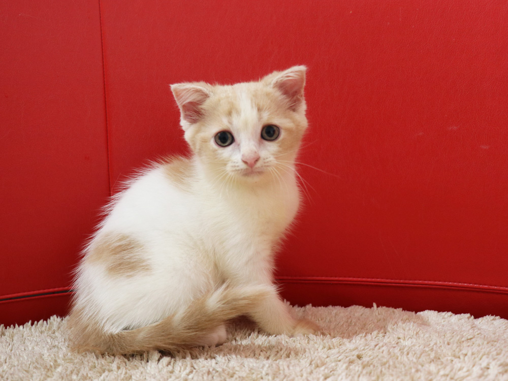 スコティッシュフォールドの子猫画像