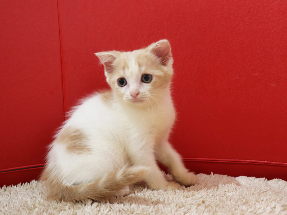 スコティッシュフォールドの子猫画像