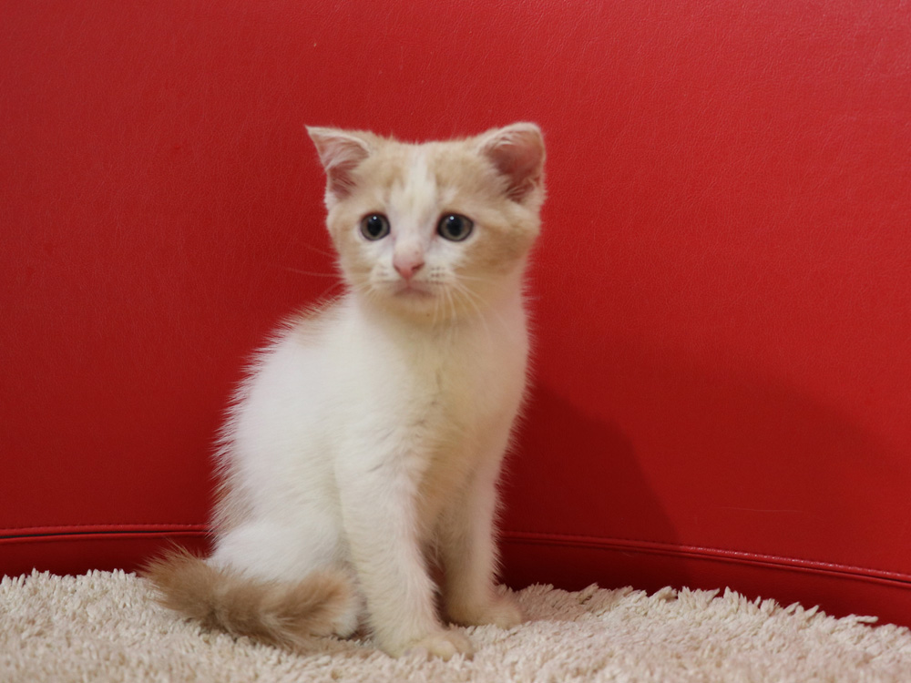 スコティッシュフォールドの子猫画像