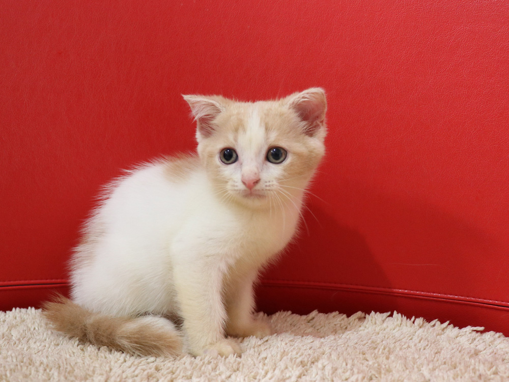 スコティッシュフォールドの子猫画像