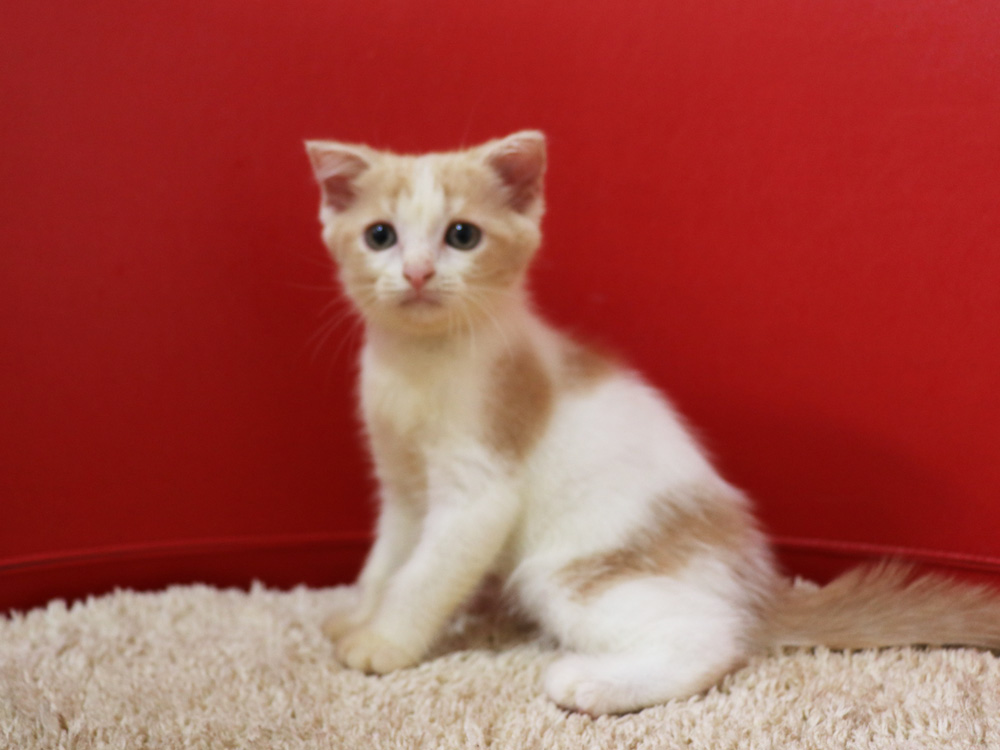 スコティッシュフォールドの子猫画像