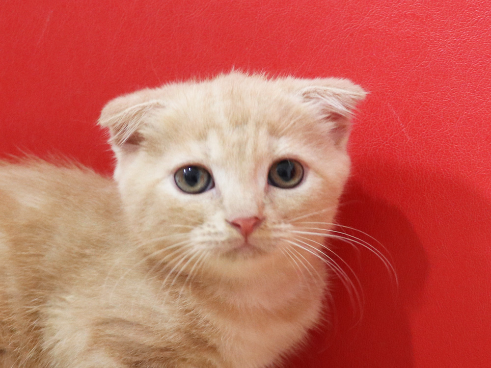 スコティッシュフォールドの子猫画像