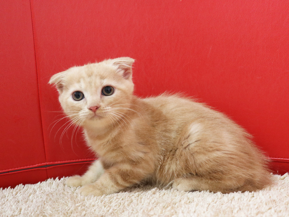 スコティッシュフォールドの子猫画像