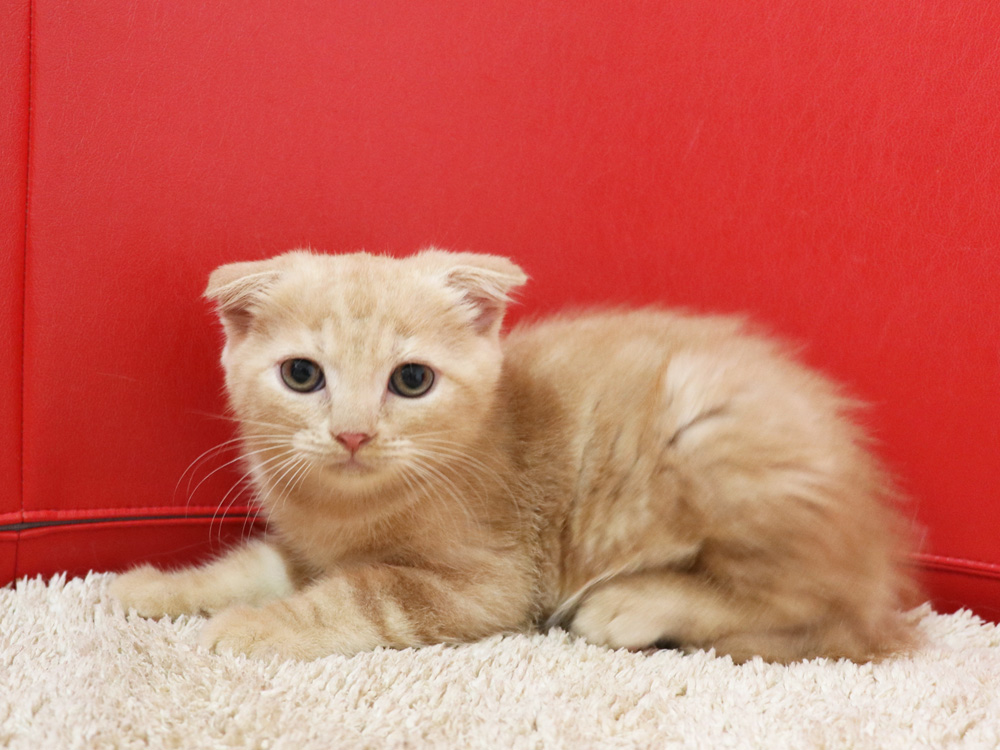 スコティッシュフォールドの子猫画像