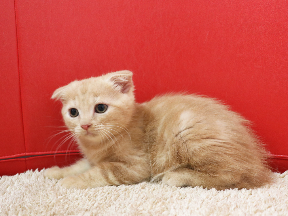 スコティッシュフォールドの子猫画像