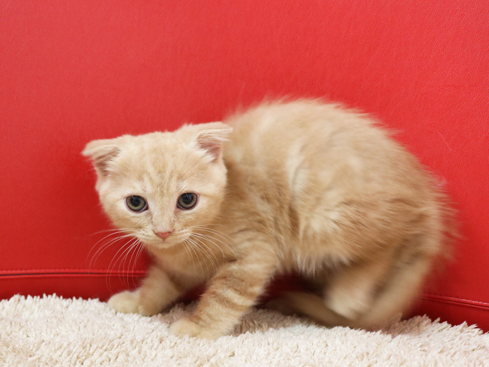 スコティッシュフォールドの子猫画像
