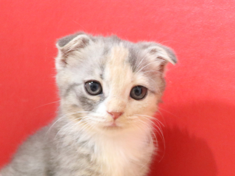 スコティッシュフォールドの子猫画像