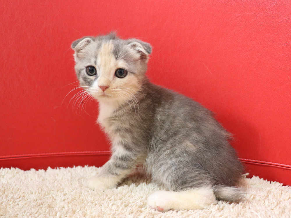 スコティッシュフォールドの子猫画像