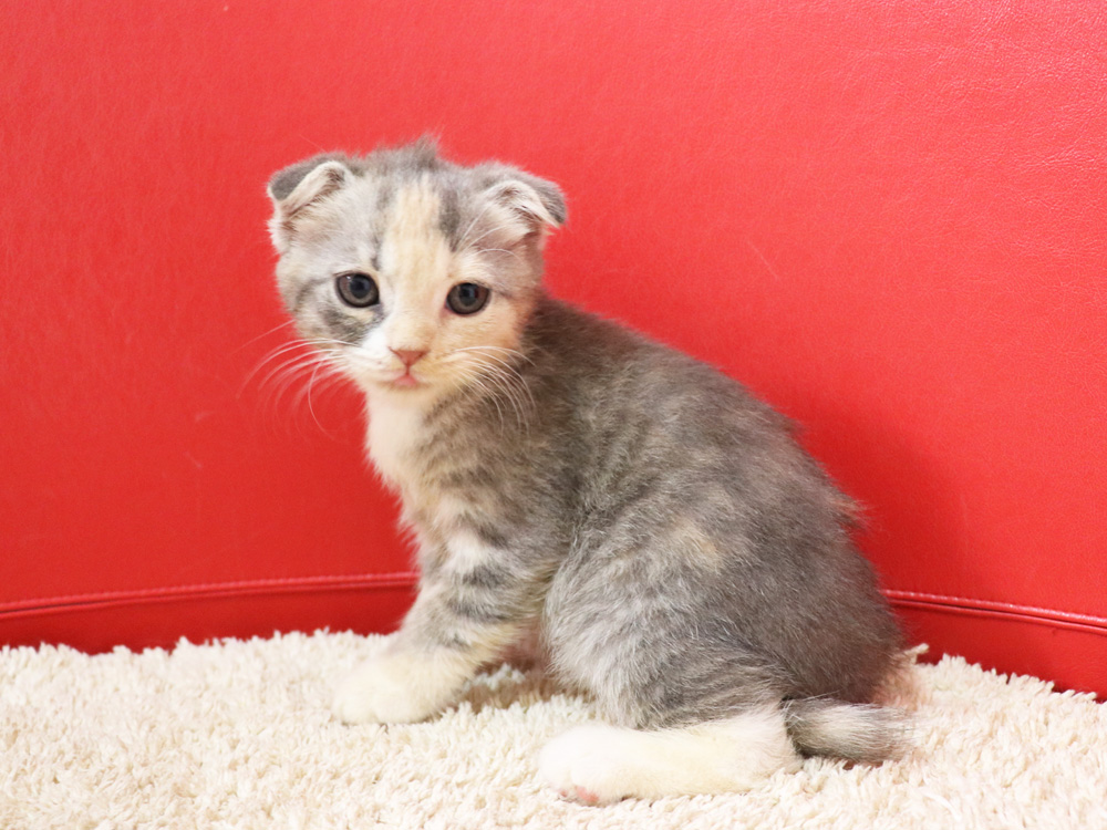 スコティッシュフォールドの子猫画像