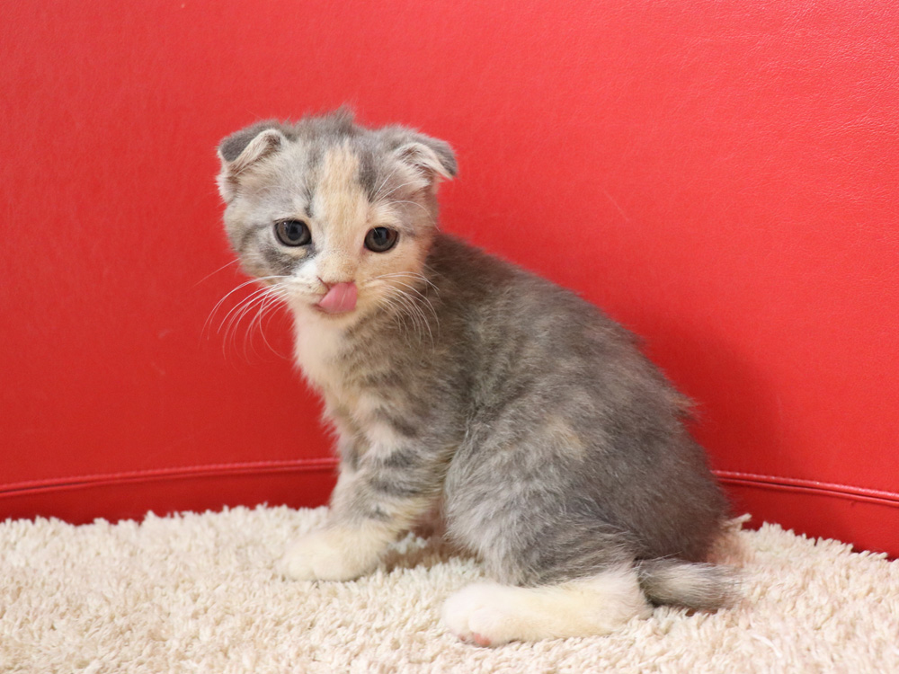 スコティッシュフォールドの子猫画像