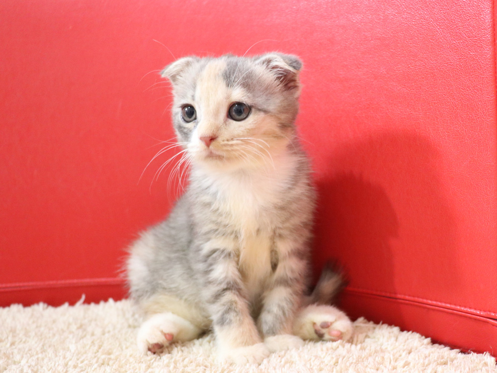 スコティッシュフォールドの子猫画像