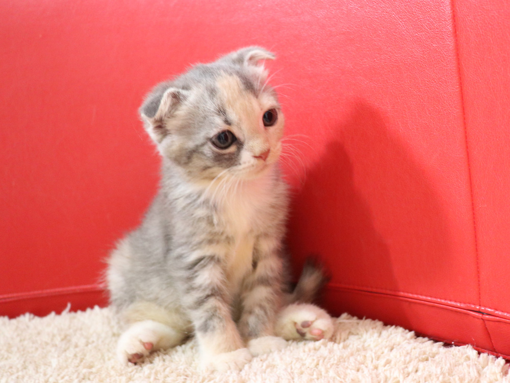 スコティッシュフォールドの子猫画像
