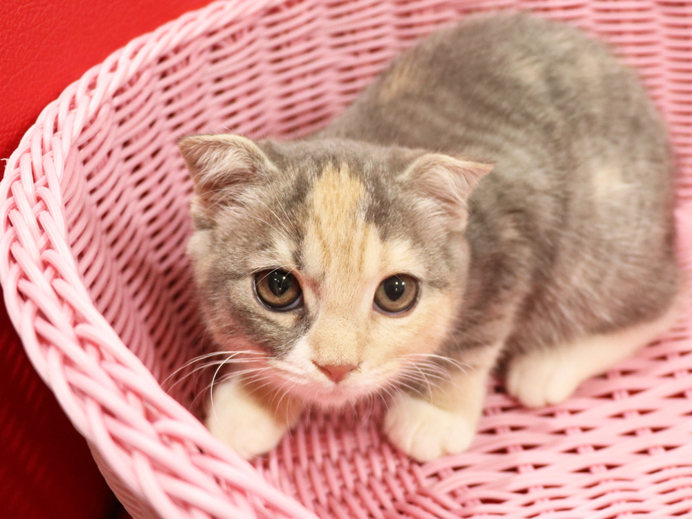スコティッシュフォールドの子猫画像