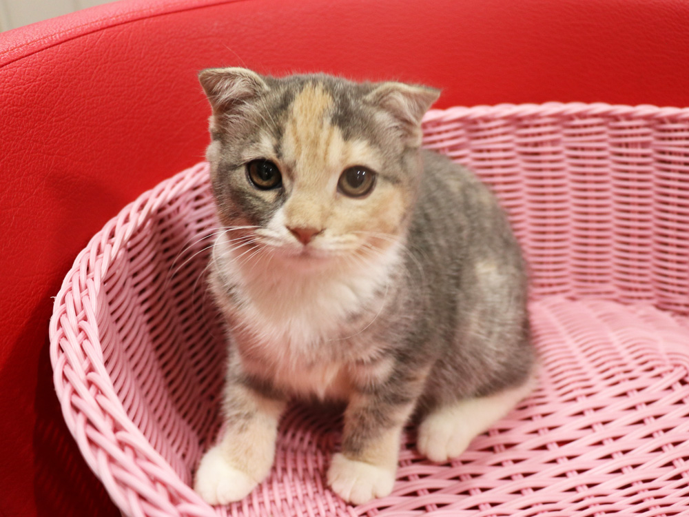 スコティッシュフォールドの子猫画像