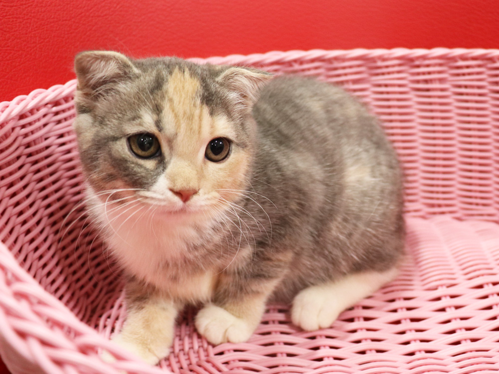 スコティッシュフォールドの子猫画像