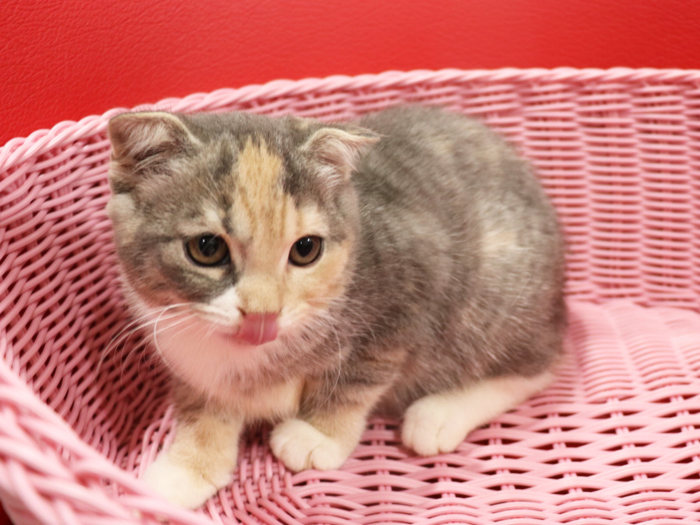 スコティッシュフォールドの子猫画像