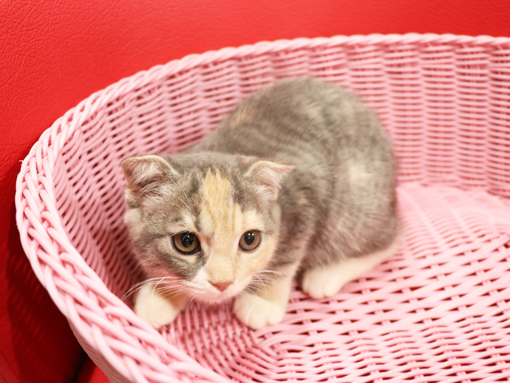 スコティッシュフォールドの子猫画像