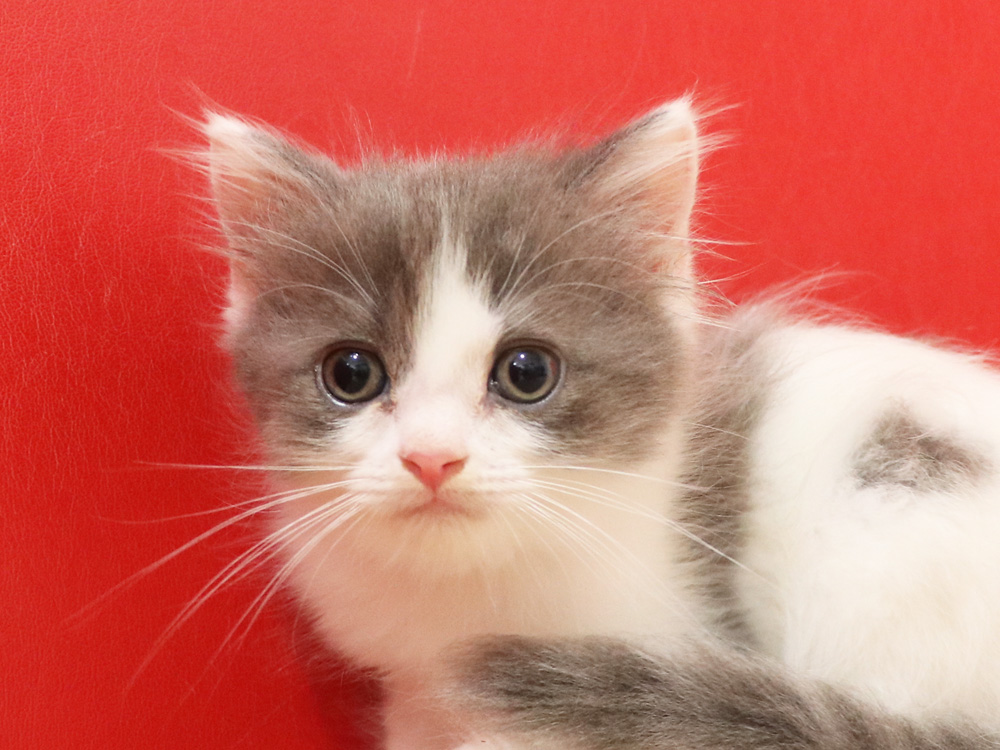 スコティッシュフォールドの子猫画像