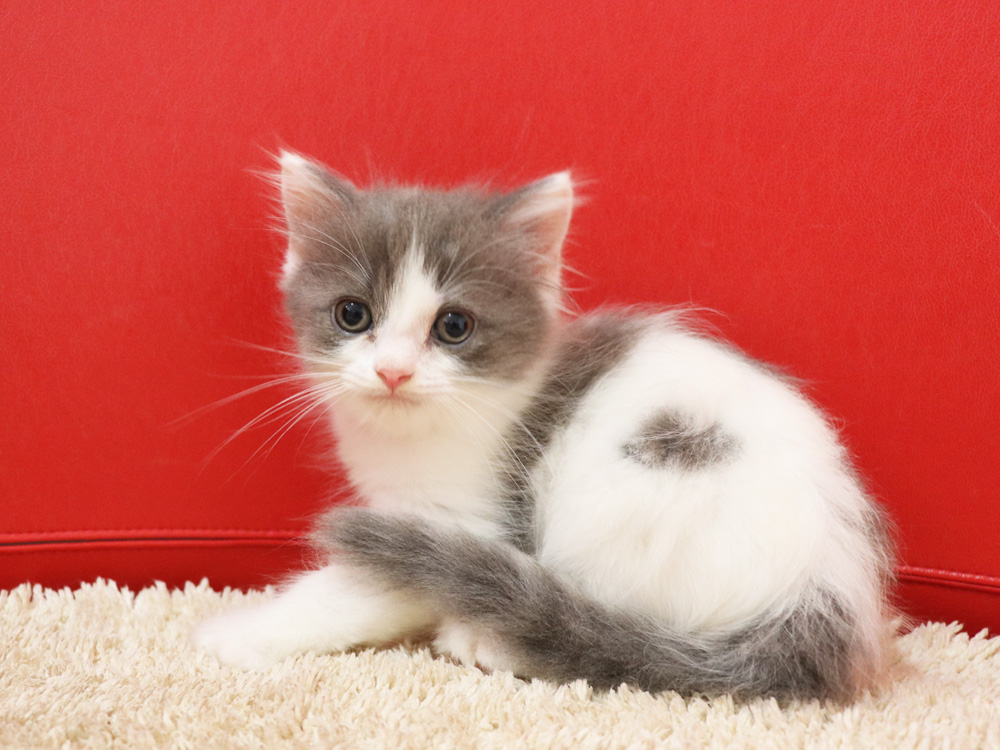 スコティッシュフォールドの子猫画像