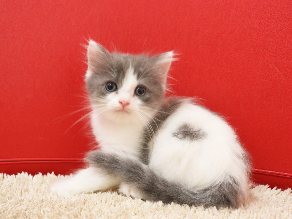 スコティッシュフォールドの子猫画像