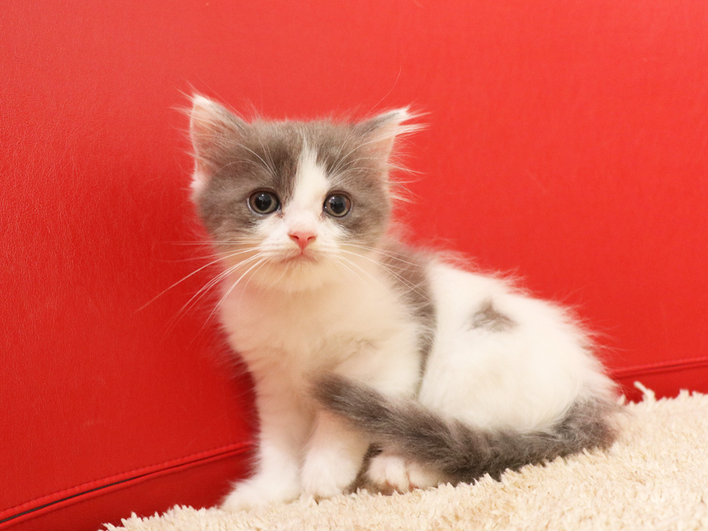 スコティッシュフォールドの子猫画像
