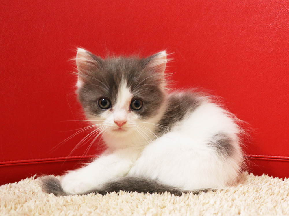 スコティッシュフォールドの子猫画像