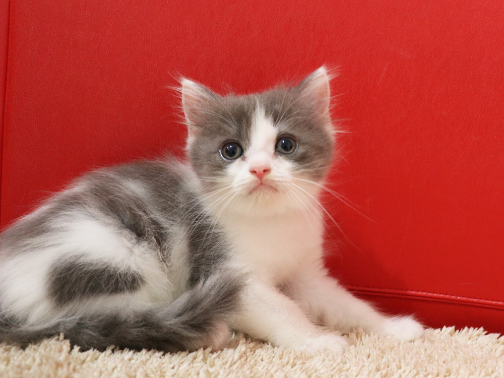 スコティッシュフォールドの子猫画像