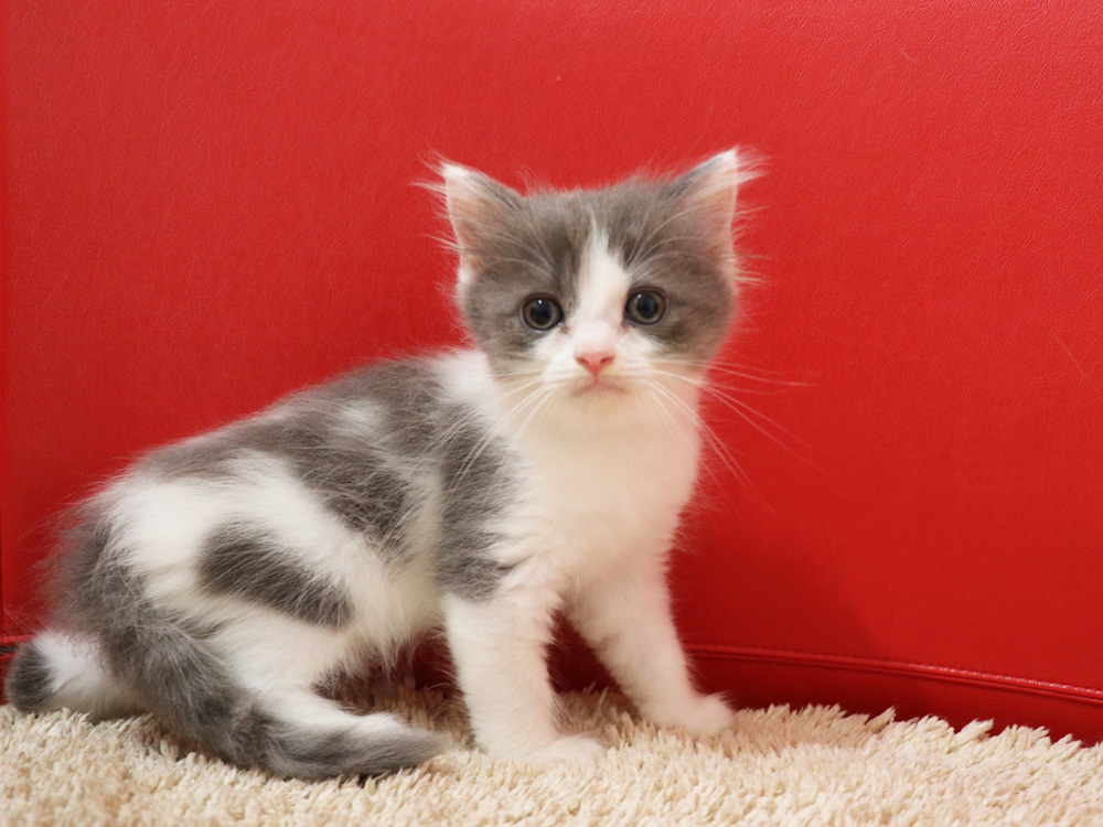 スコティッシュフォールドの子猫画像