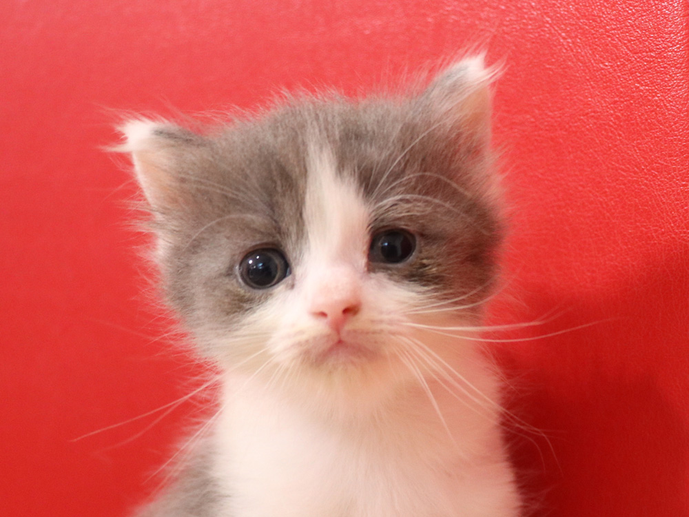 スコティッシュフォールドの子猫画像