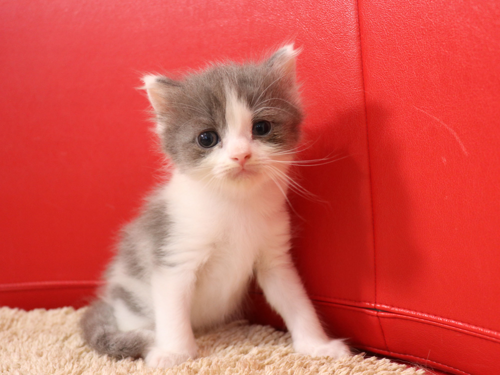 スコティッシュフォールドの子猫画像