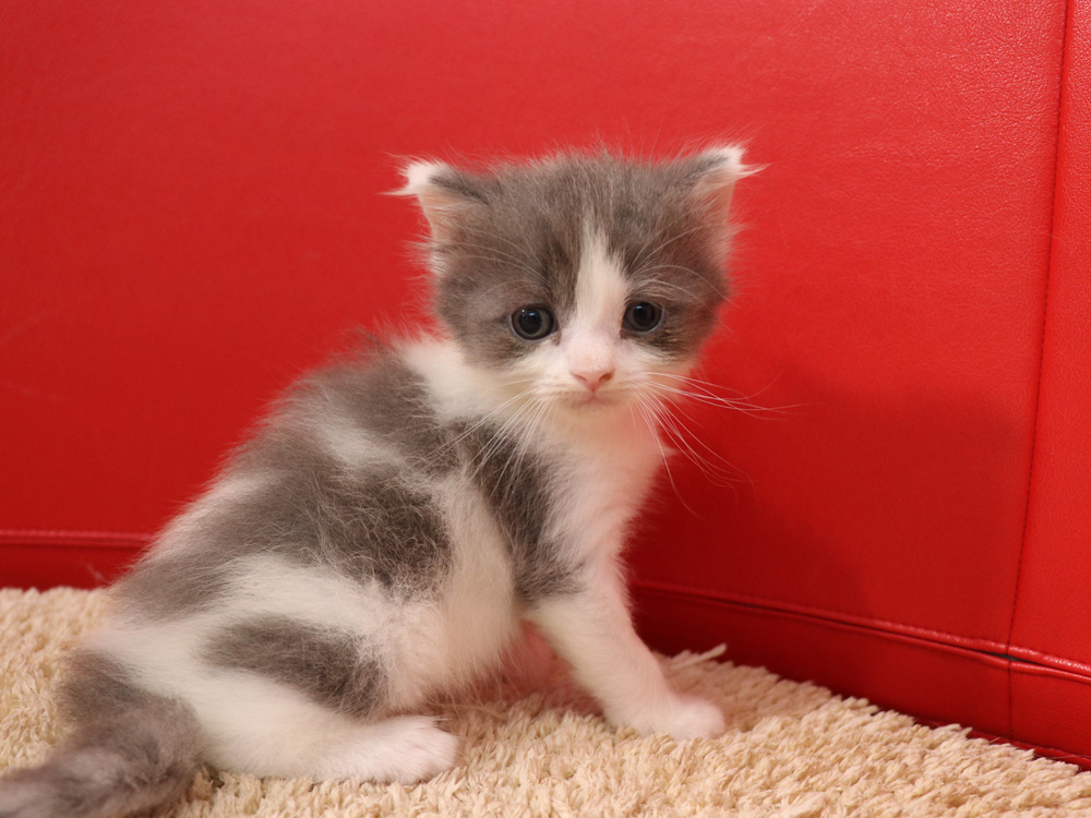 スコティッシュフォールドの子猫画像