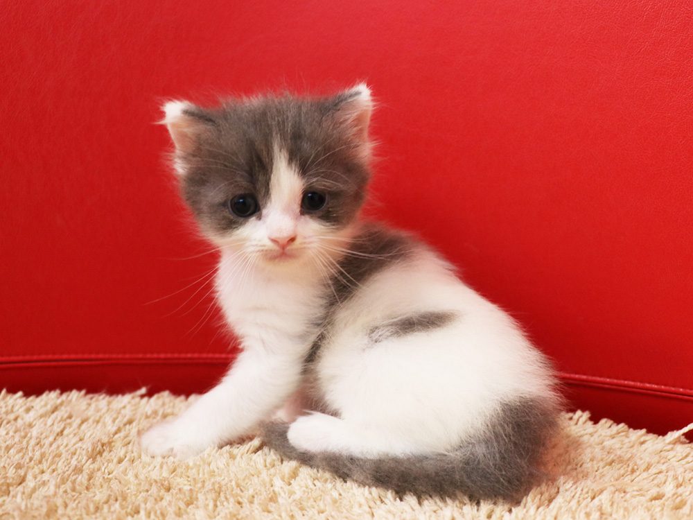 スコティッシュフォールドの子猫画像