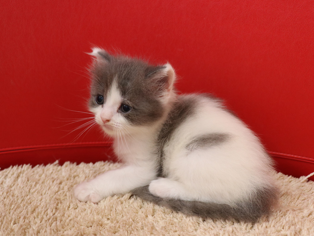 スコティッシュフォールドの子猫画像