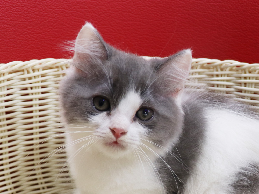 スコティッシュフォールドの子猫画像